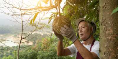 Durian, the King of Fruits, is a prized ASEAN export into greater Asia markets such as China's, and is expected to be facilitated by the RCEP (IMG/Wong Yu Liang / Shutterstock)